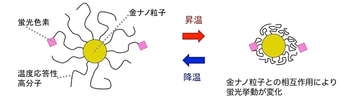 画像：静電相互作用の遮蔽によって現れた金ナノ粒子の集合構造（Voronoi diagram）